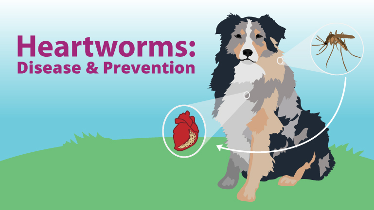 May-Heartworms-Blog-Graphic