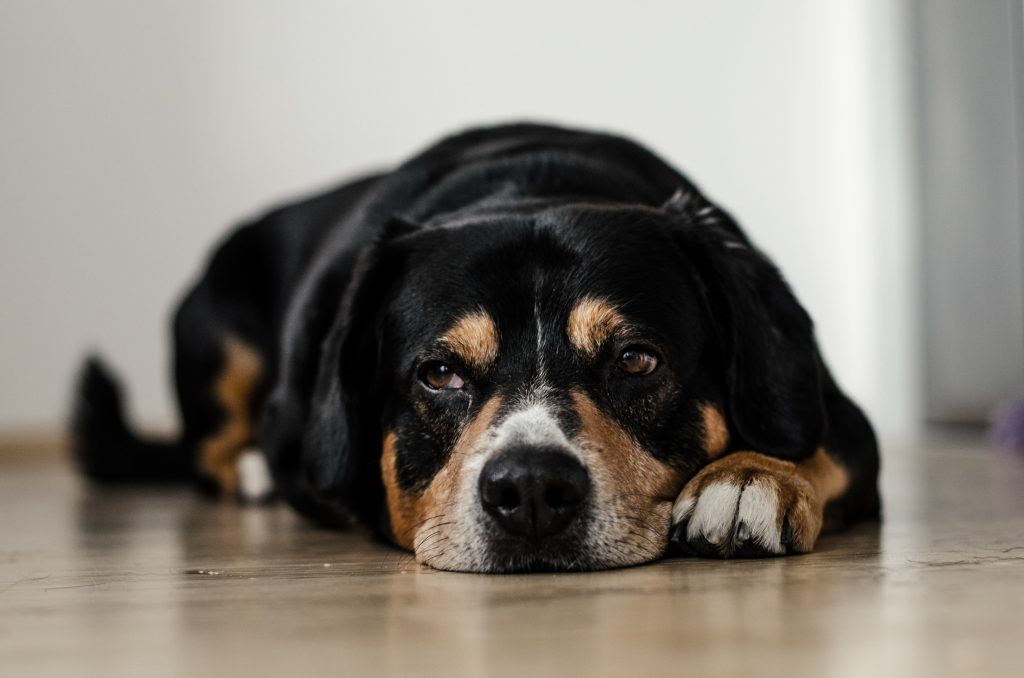 Sad Dog Sad Dog