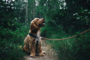 caring vet for dogs