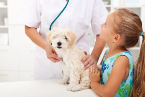 Choosing the right vet