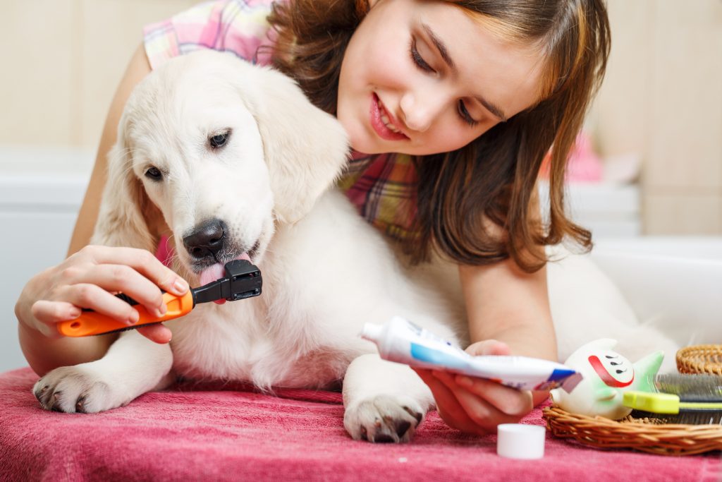 Girl owner is cleaning teeth of retriever puppy after shower