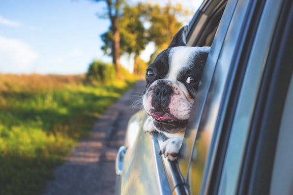 Summer Travel with Pets