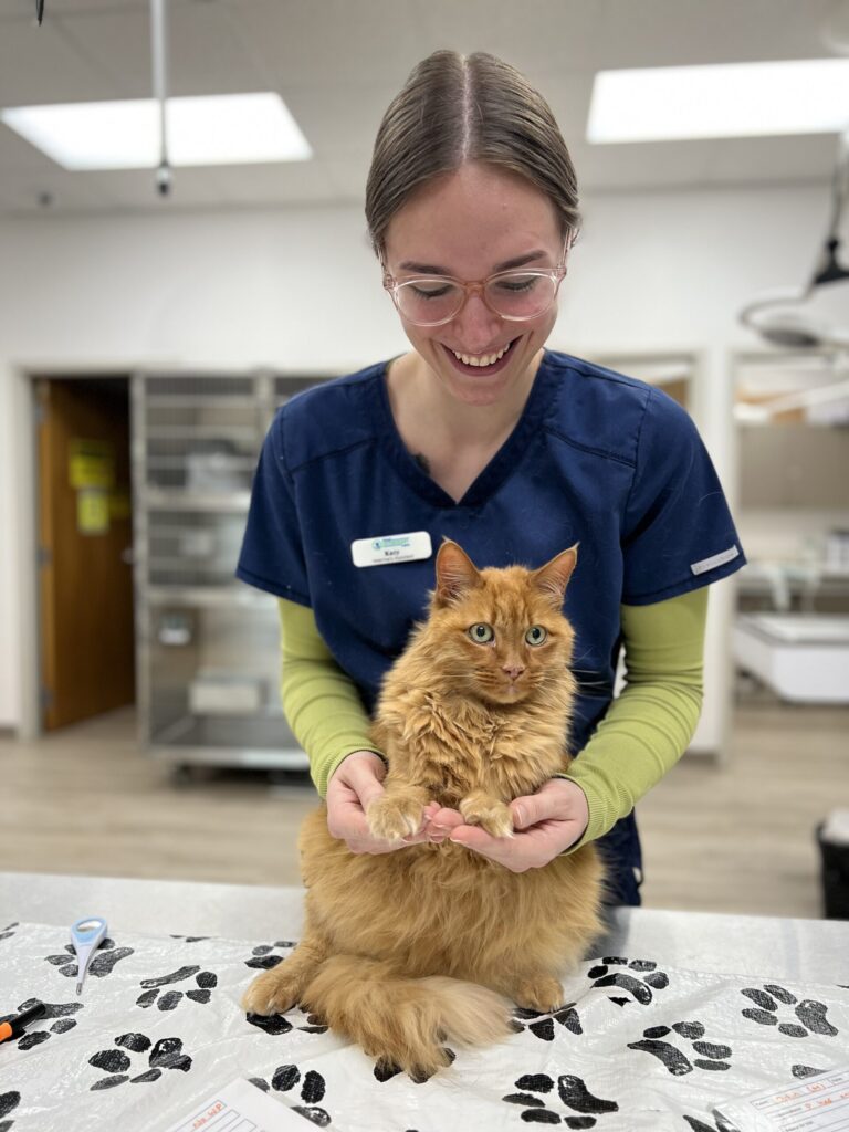 Aslan Huckabey 17 yr old male DMH cat with tech Katy